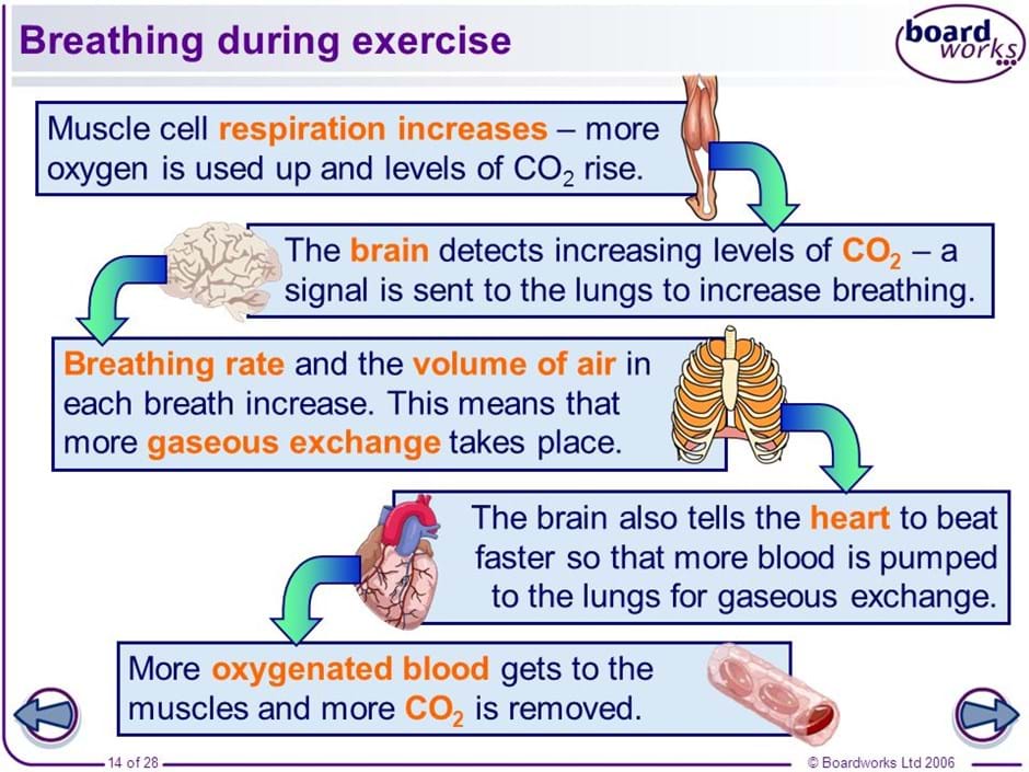 The Science Of Training exercise-physiology-coral-coast-physio-sports-injury-clinic